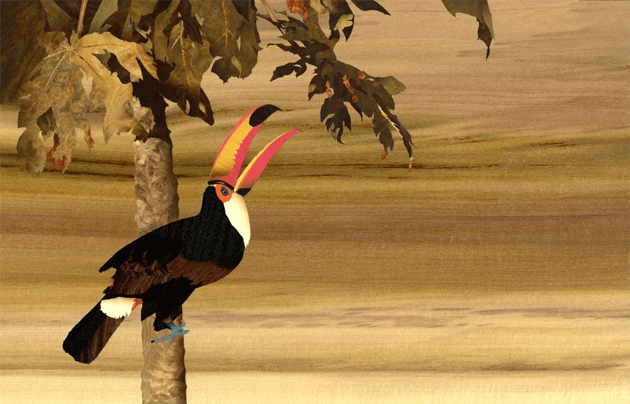 toucan.gif