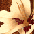 03_fleur_papillon